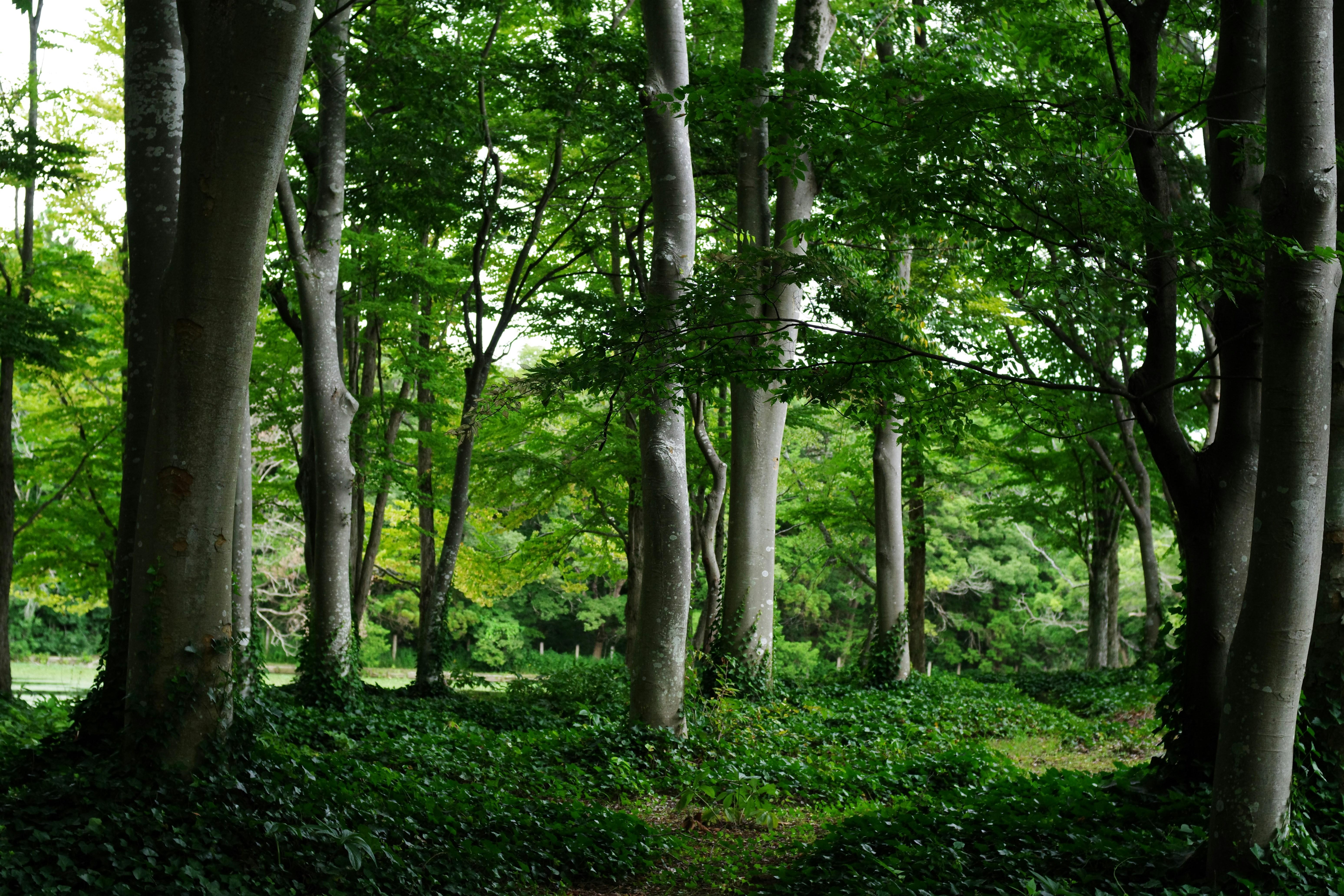 京都懷石料理的歷史與文化底蘊